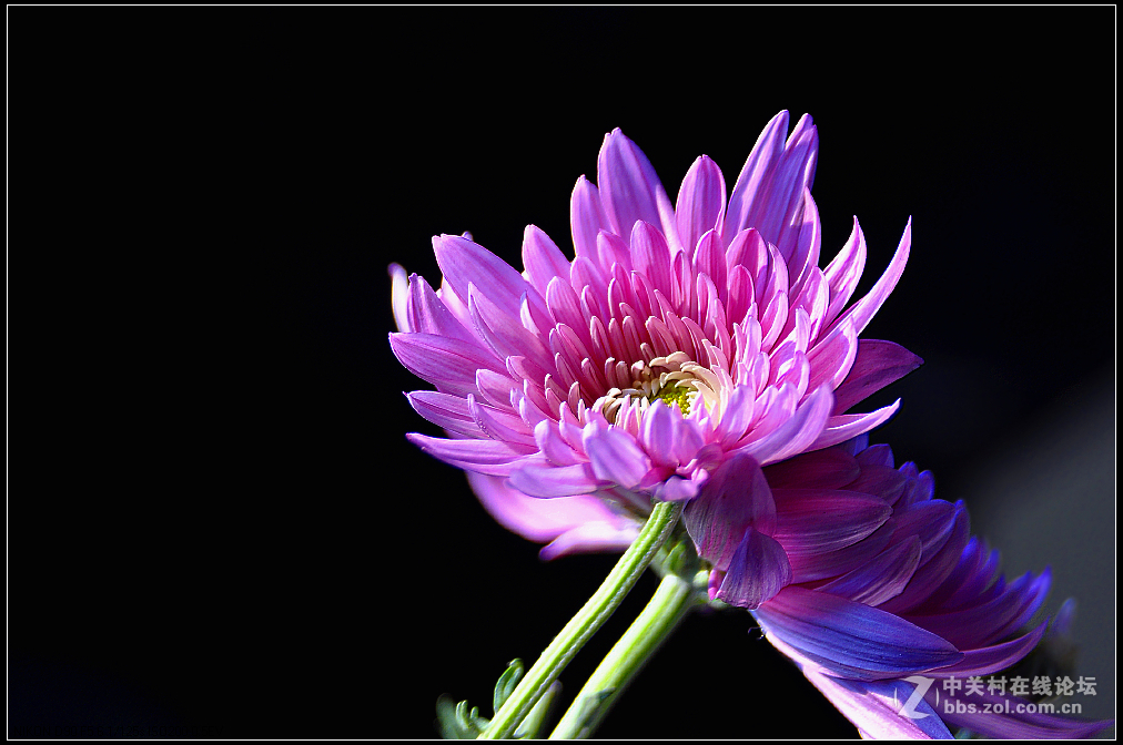 一组花卉庆新春