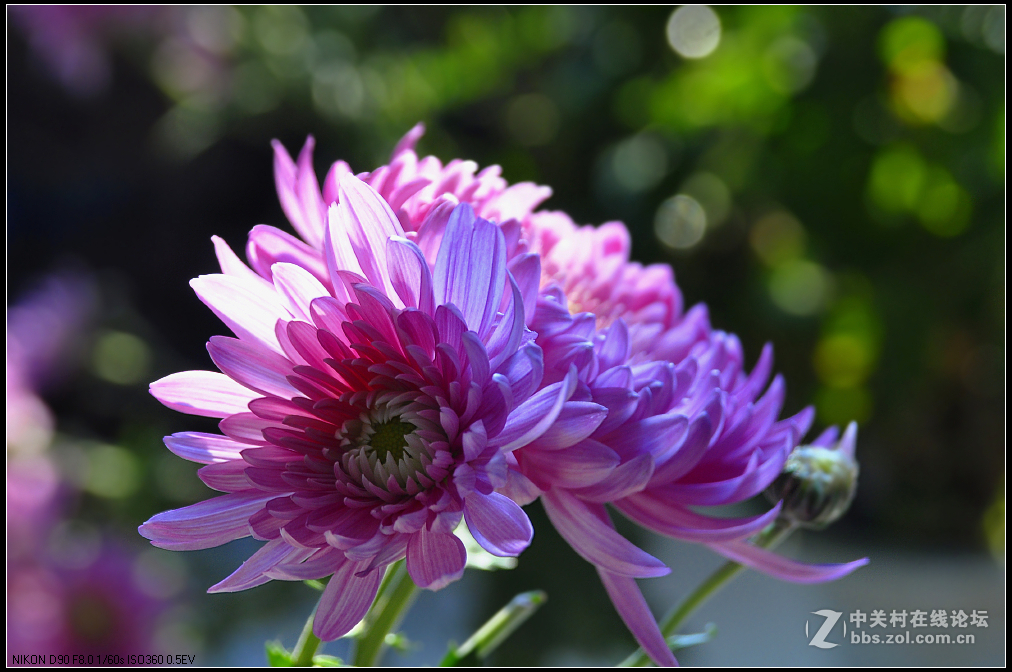 一组花卉庆新春