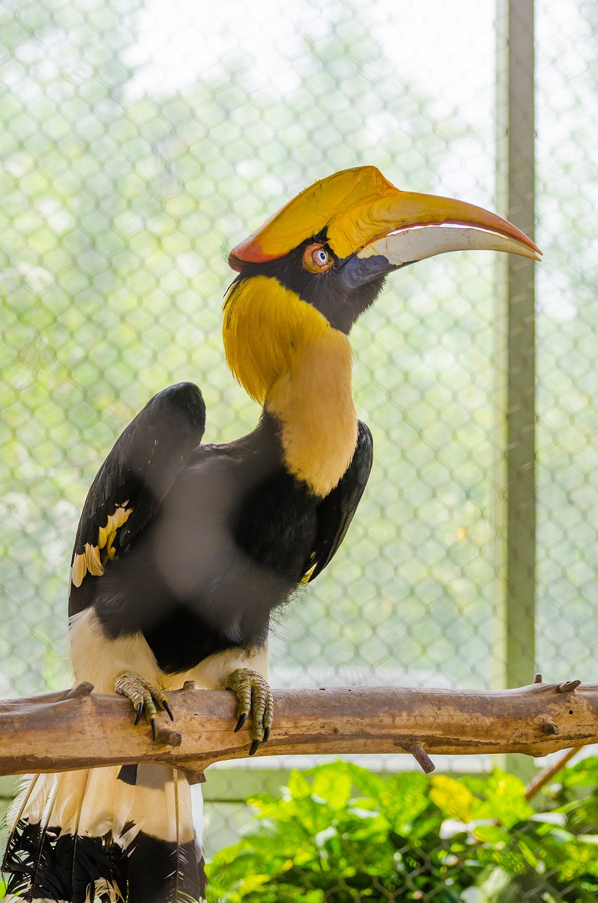 拍鸟习作双角犀鸟