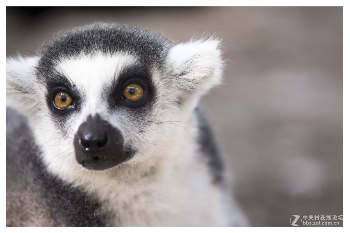 上海野生動物園節尾狐猴