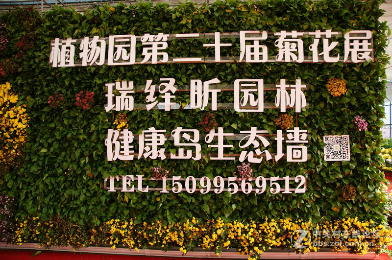 CCD+蔡司下的菊