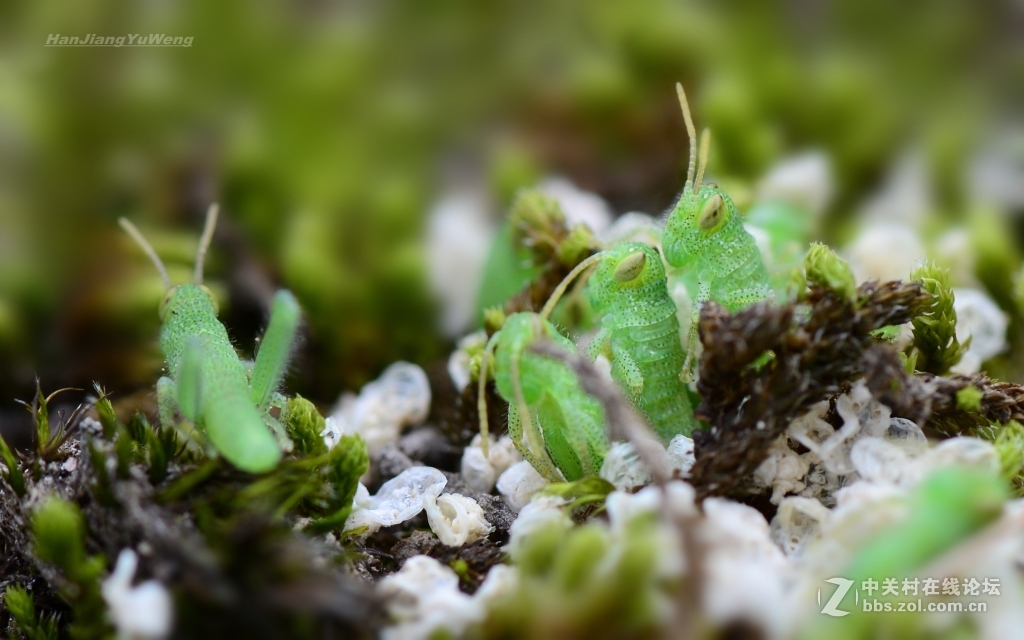正在孵化的小蝗虫