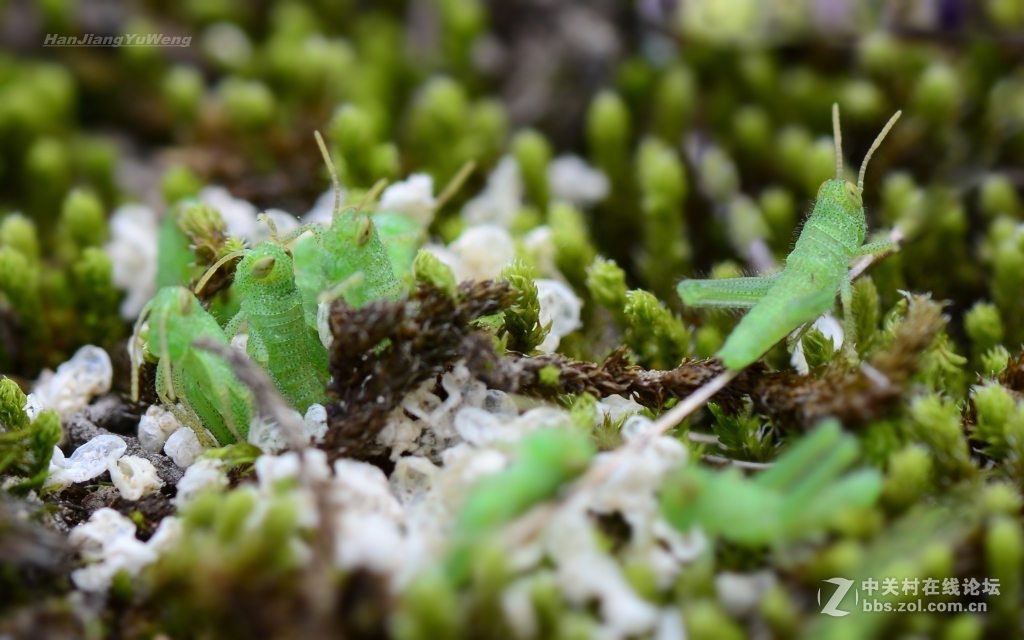 正在孵化的小蝗虫