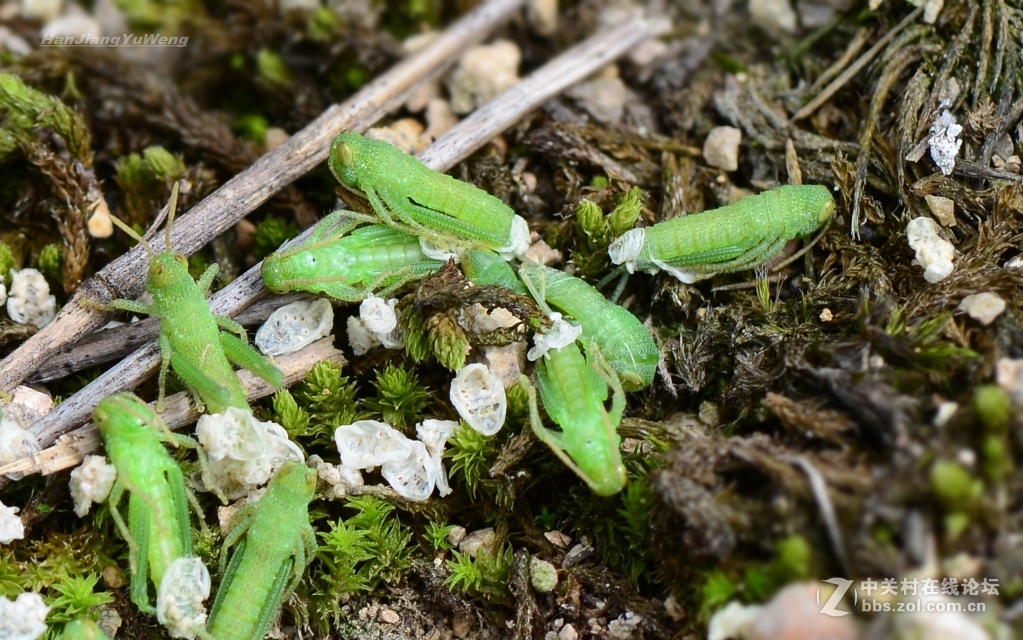 正在孵化的小蝗虫