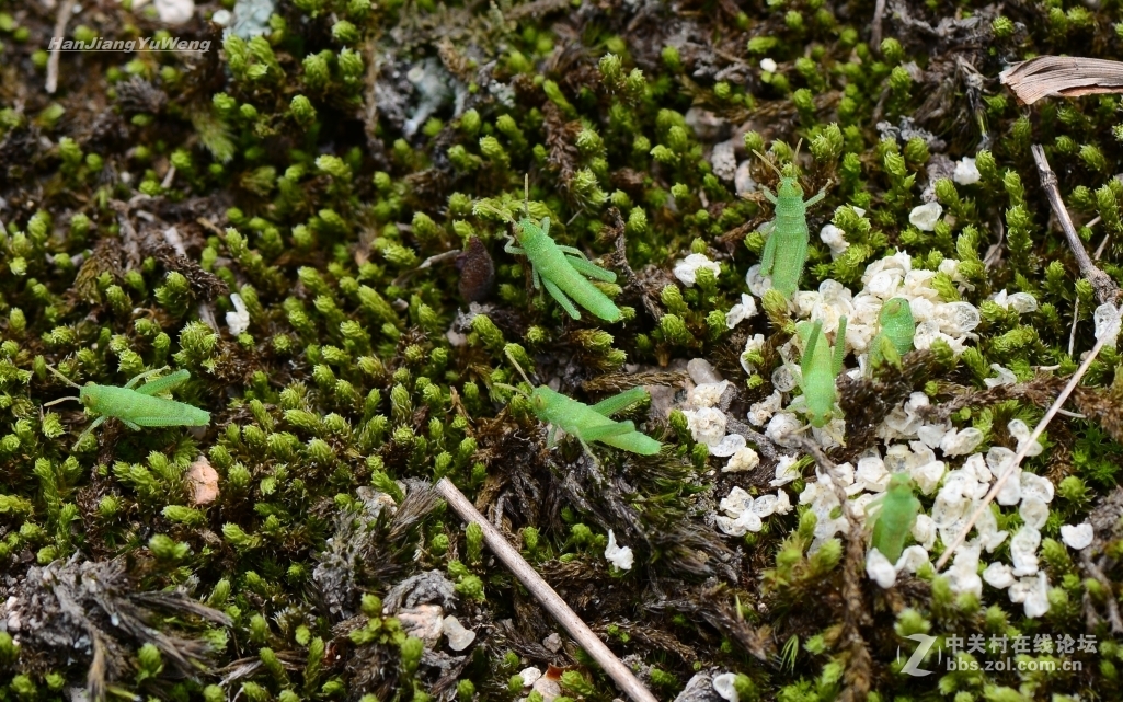 正在孵化的小蝗虫