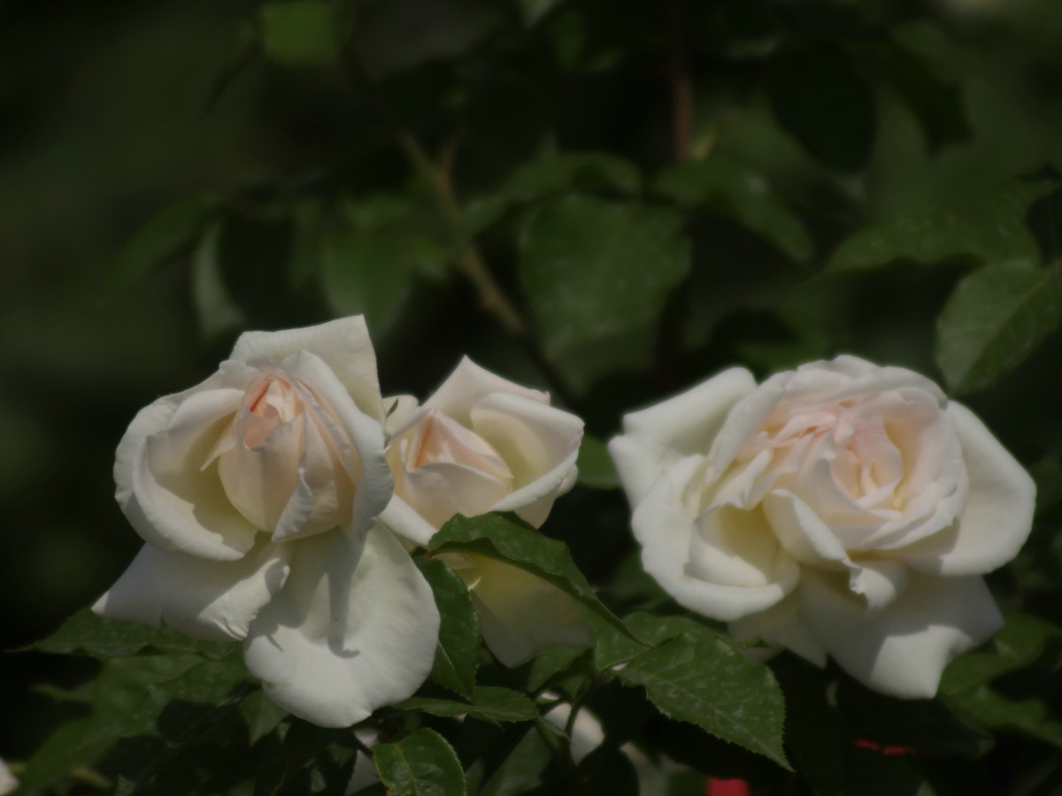 松下GX8转接威达75-300F5.6镜头试拍月季