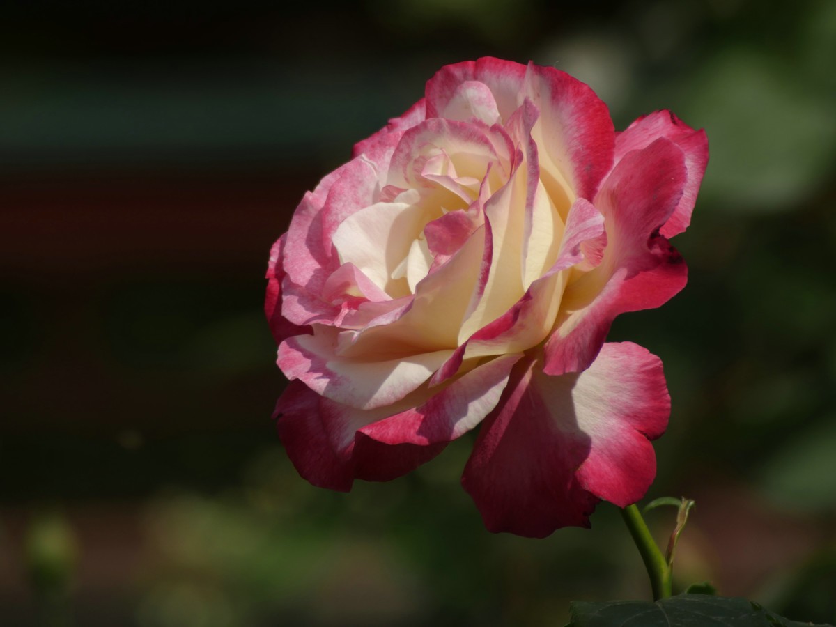 松下GX8转接威达75-300F5.6镜头试拍月季