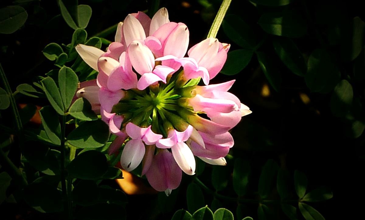 鲜为人知的无名园林