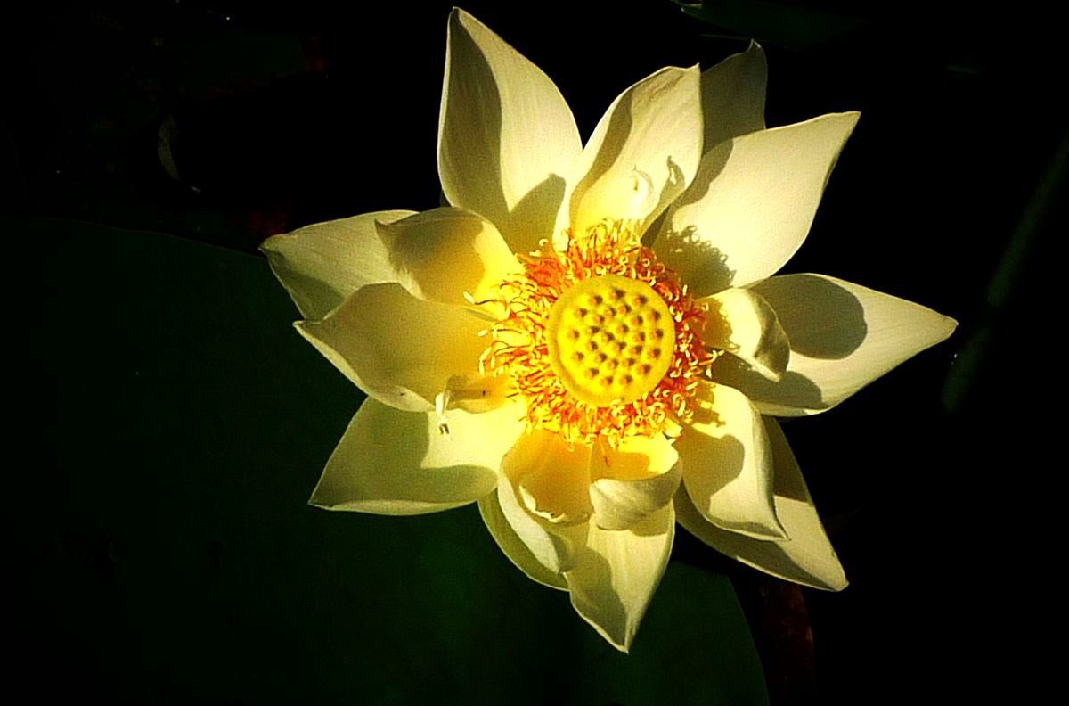 鲜为人知的无名园林