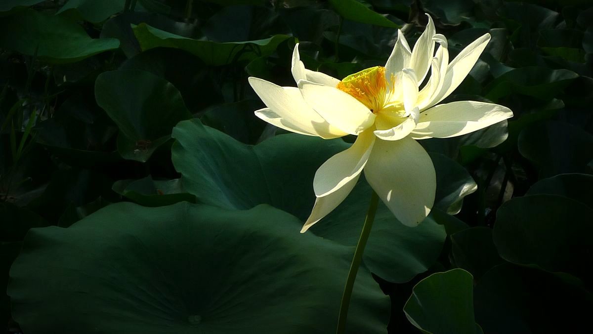 鲜为人知的无名园林