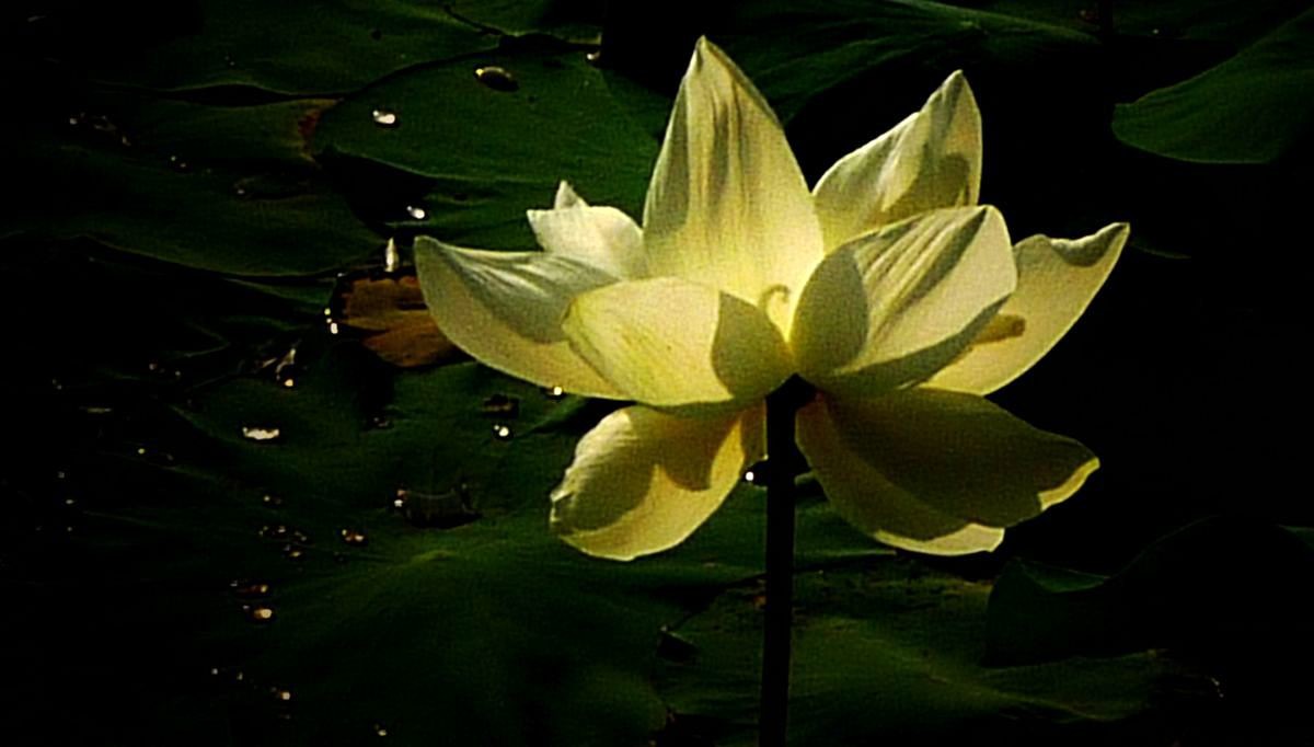 鲜为人知的无名园林