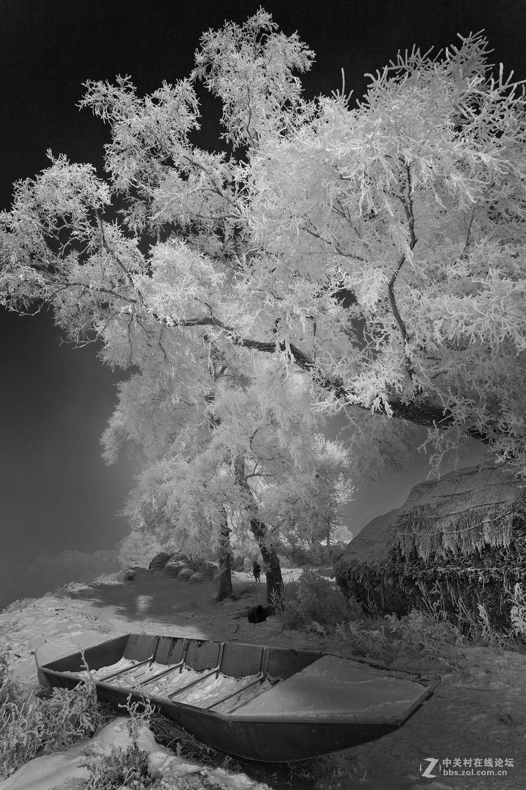 黑白雾凇