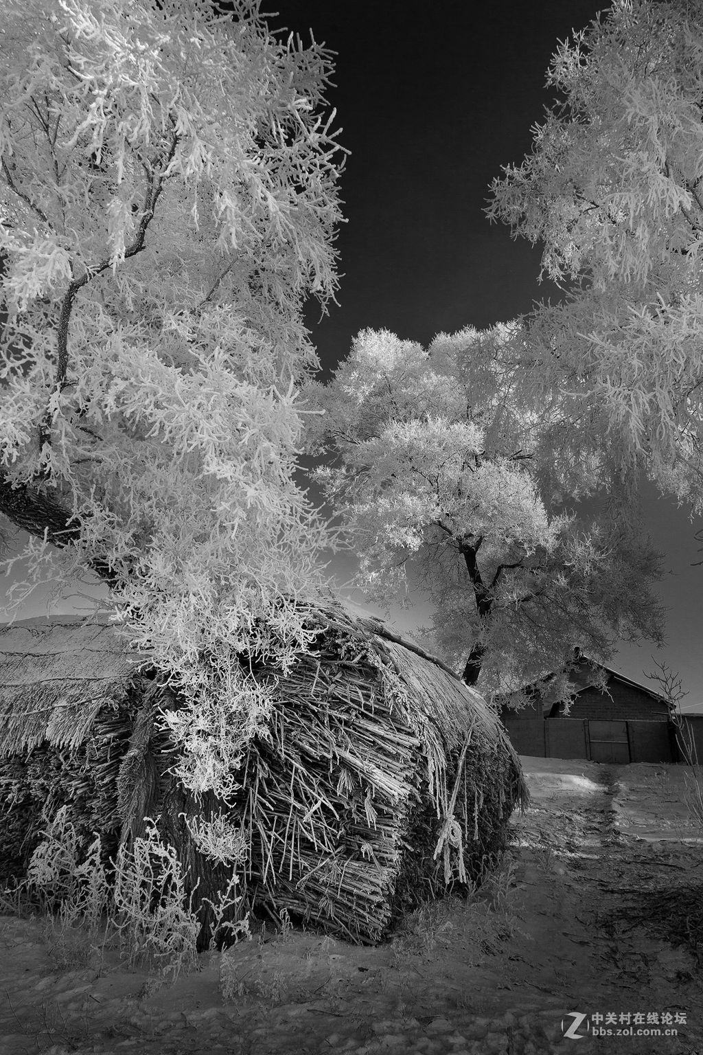 黑白雾凇