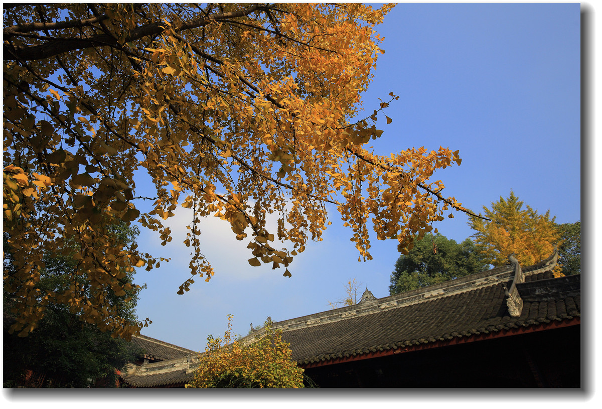 #ZOL月赛-记录最后的2015#—又是一年银杏黄