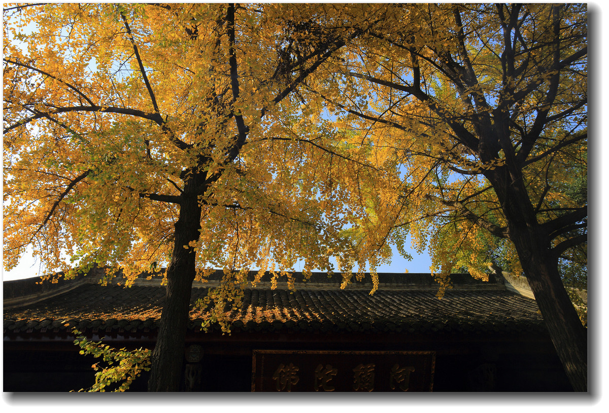 #ZOL月赛-记录最后的2015#—又是一年银杏黄