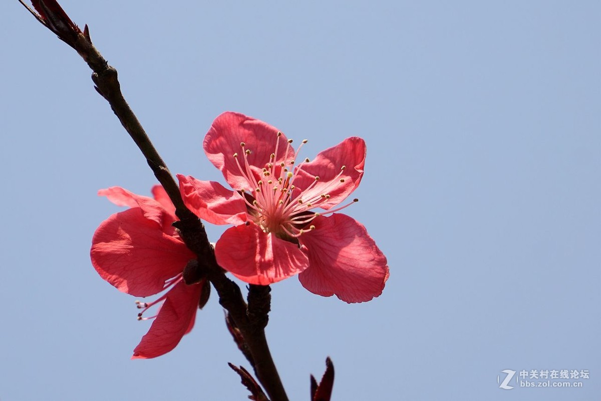 紅桃花隨拍