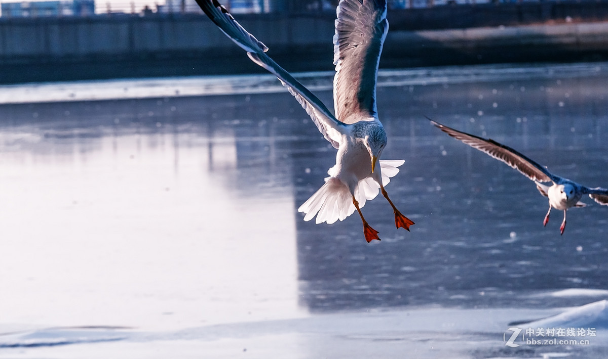 冬日恋歌冰上的精灵