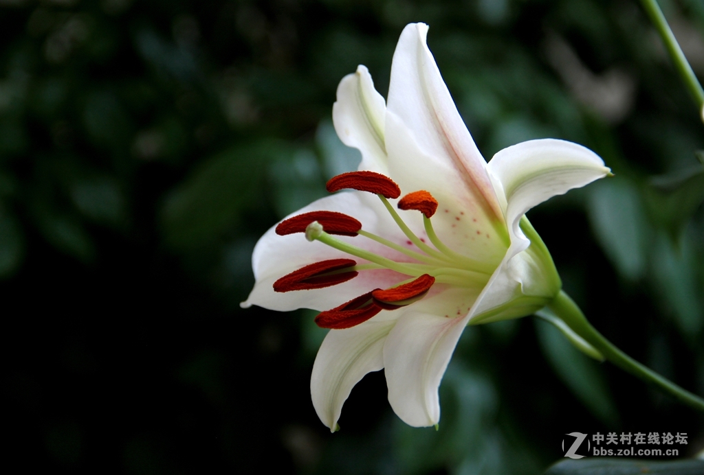 百合花