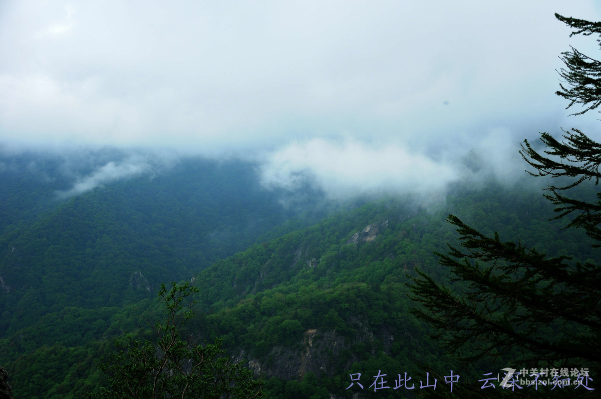 只在此山中 云深不知处