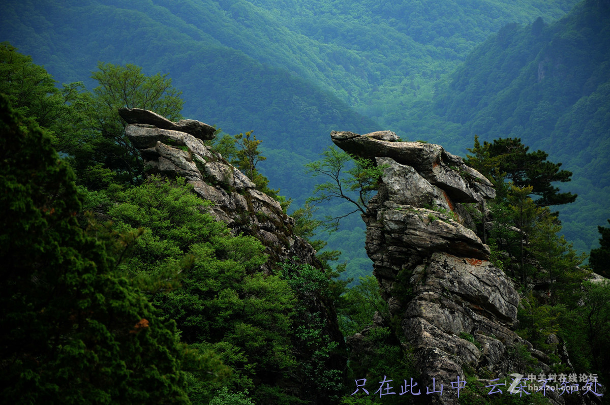 只在此山中 云深不知处
