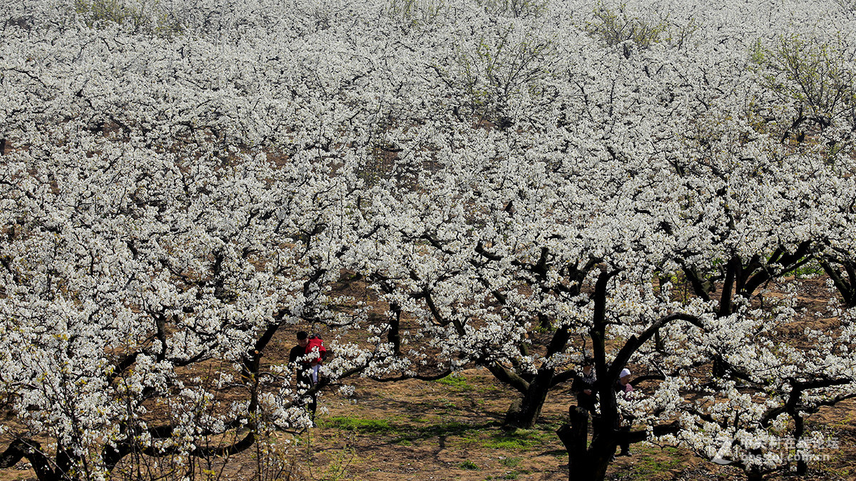 梨园春之踏青赏花