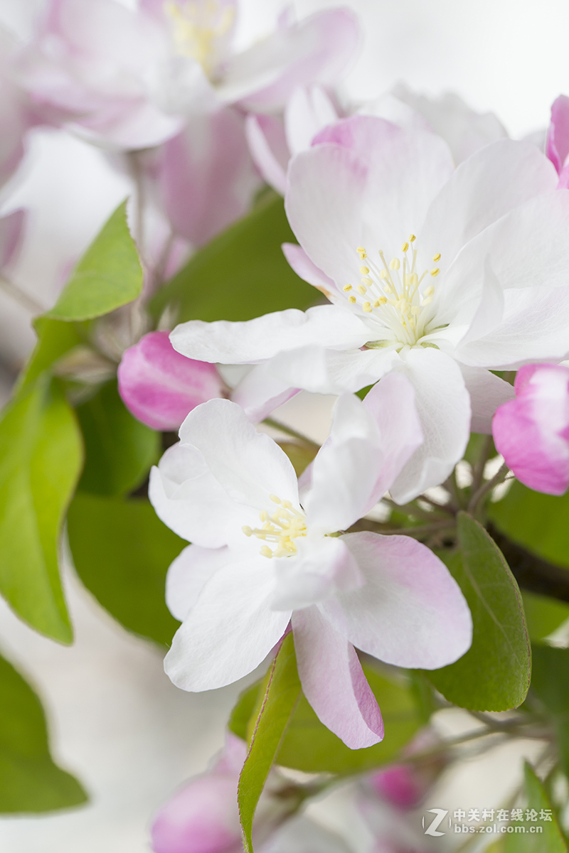 #佳能月赛-人间四月天#+海棠花