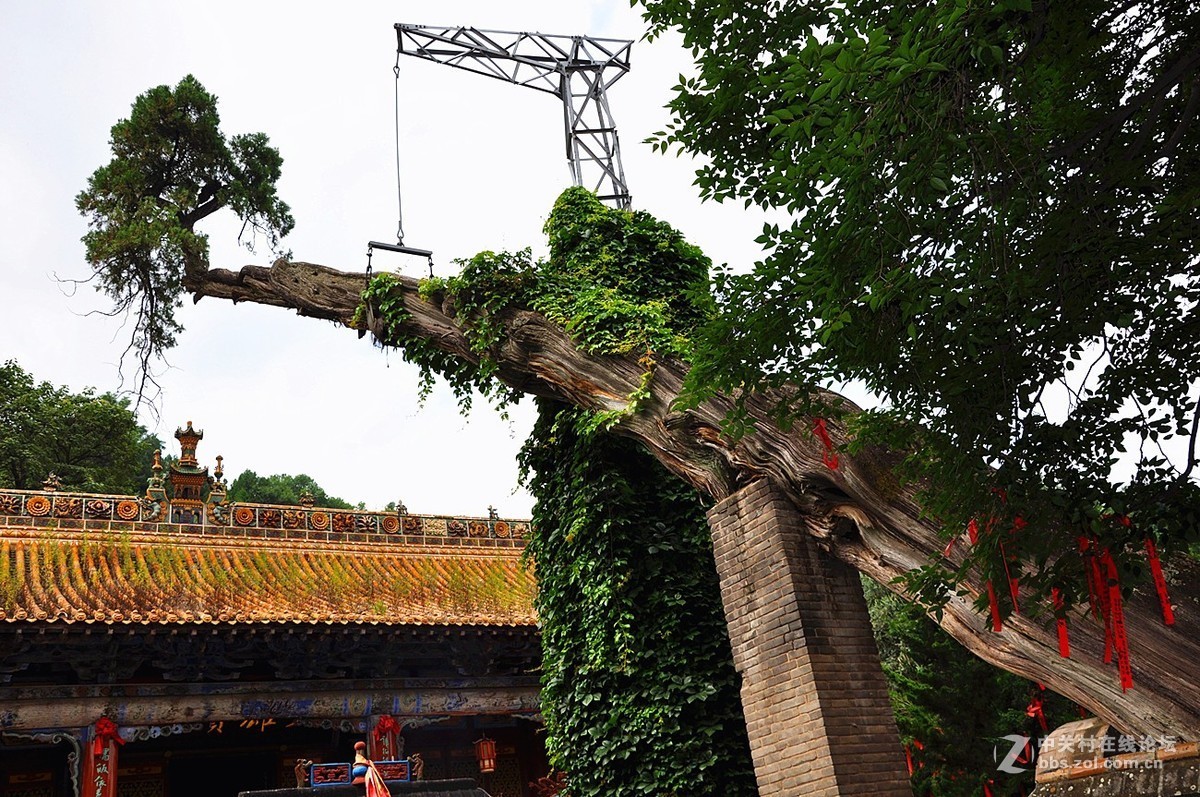 秦州春秋古柏南郭寺北流泉