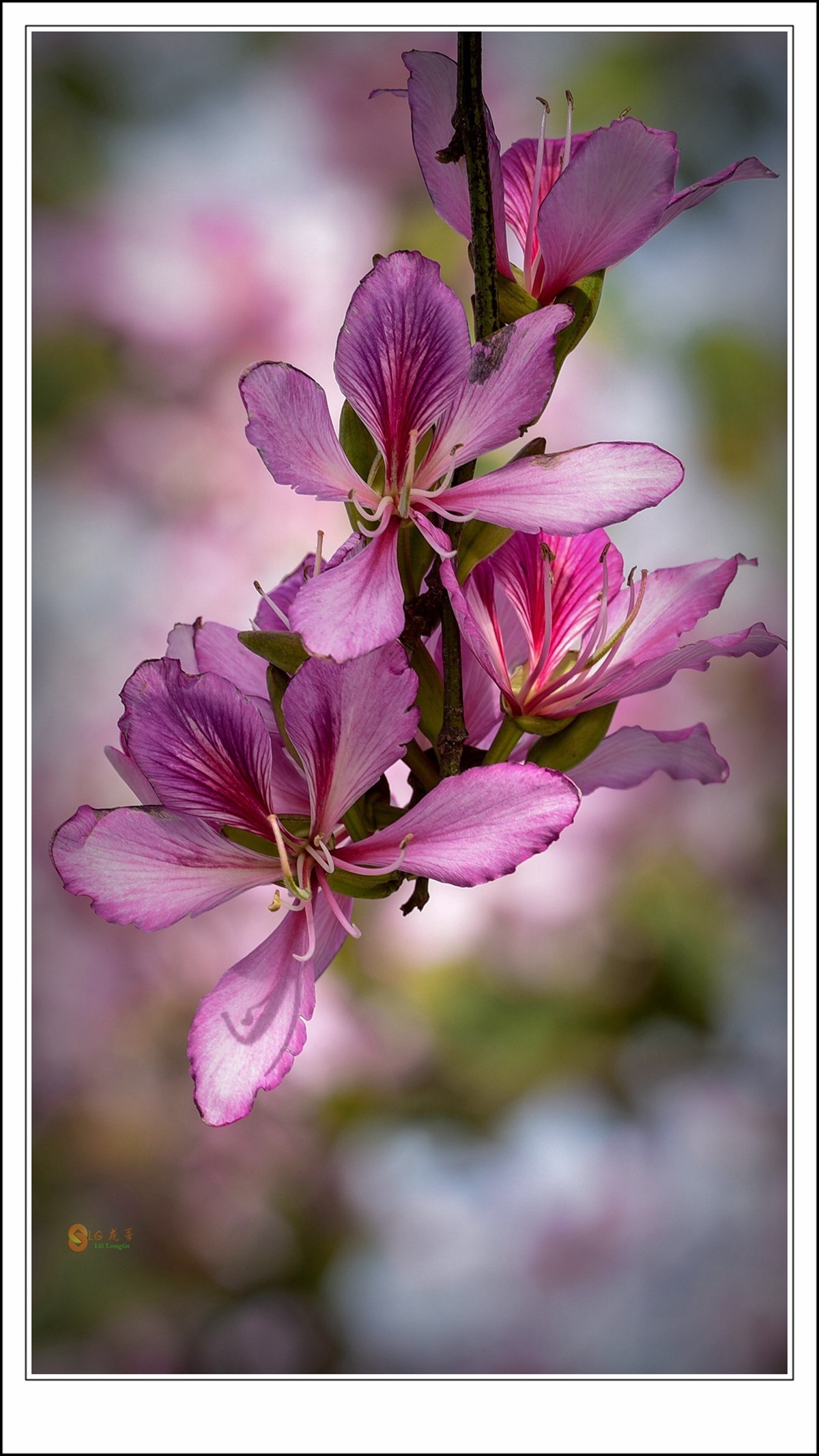 羊蹄甲花和紫荆花图片