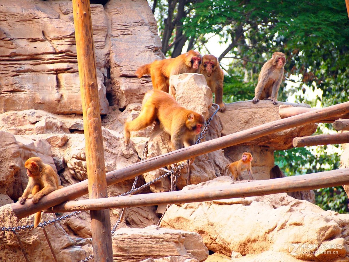 随拍郑州市动物园的猴山