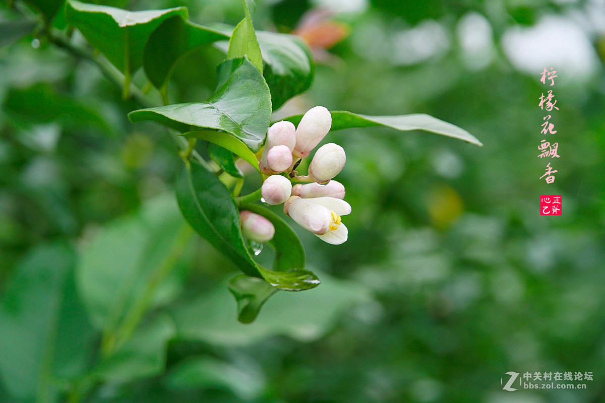 柠檬花飘香