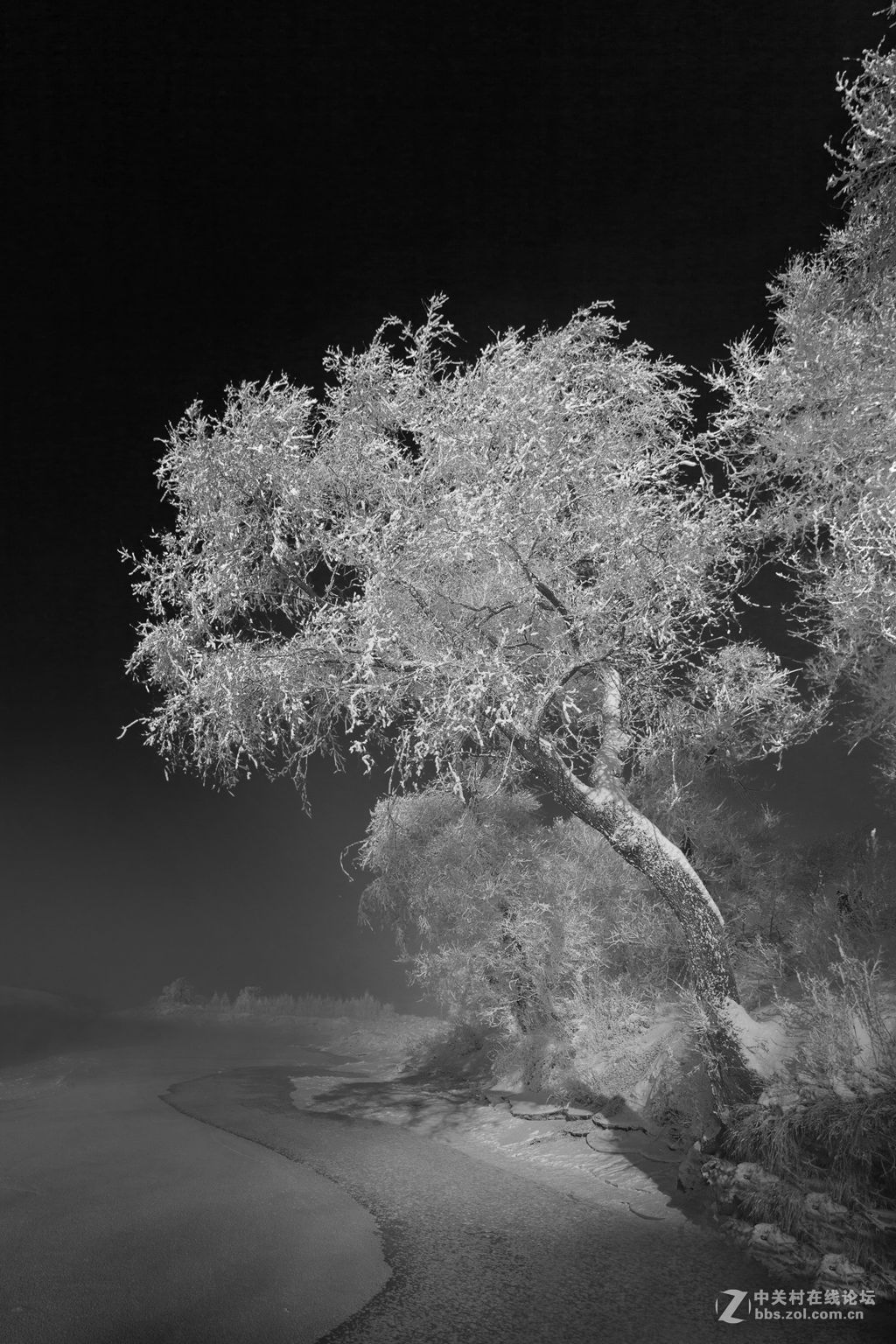 黑白雾凇