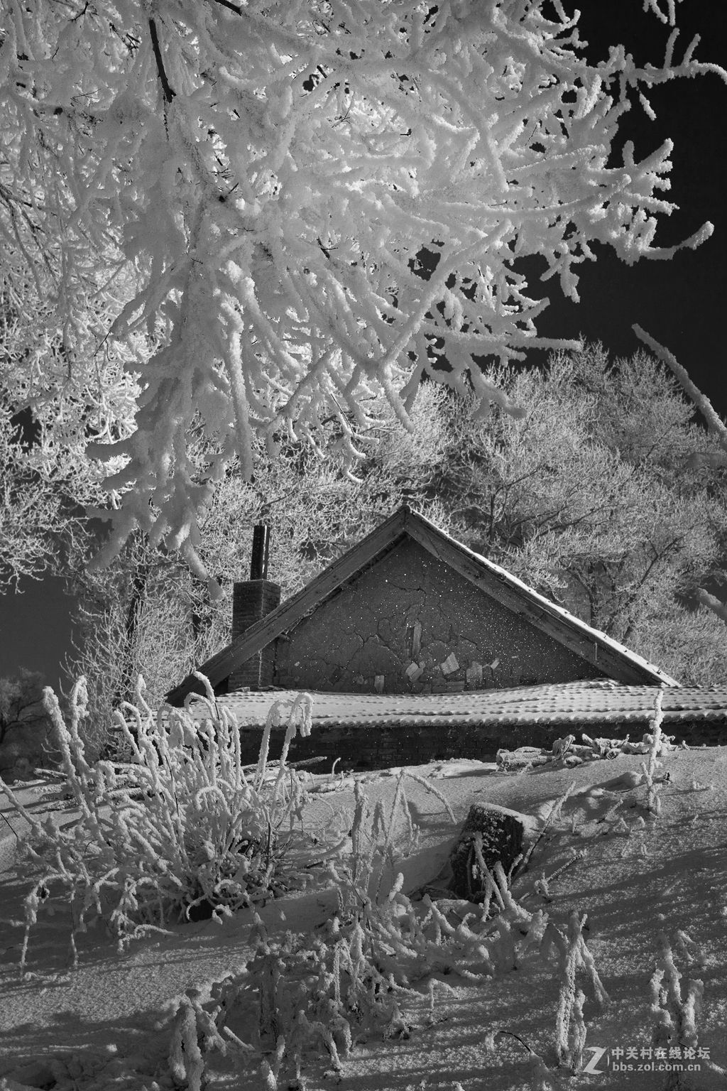黑白雾凇