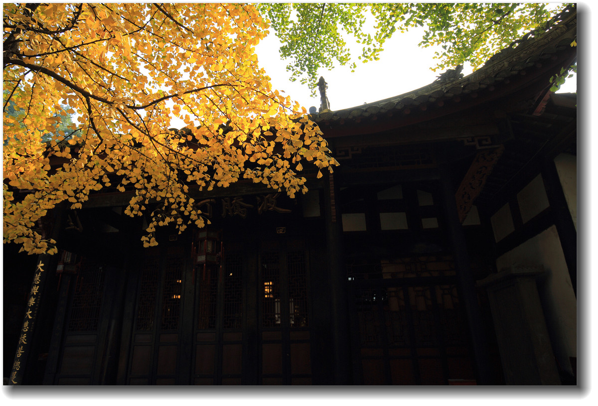 #ZOL月赛-记录最后的2015#—又是一年银杏黄