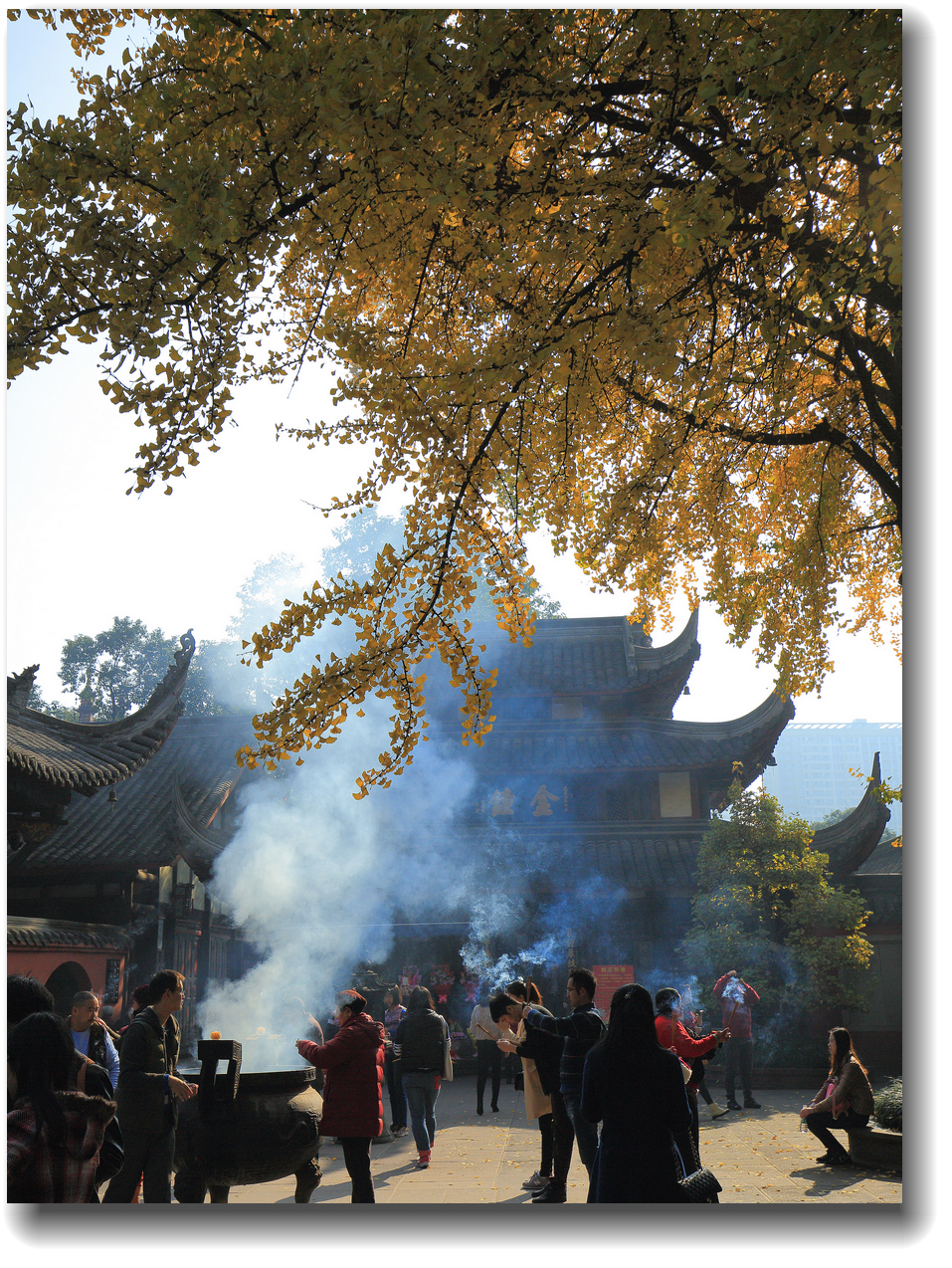 #ZOL月赛-记录最后的2015#—又是一年银杏黄