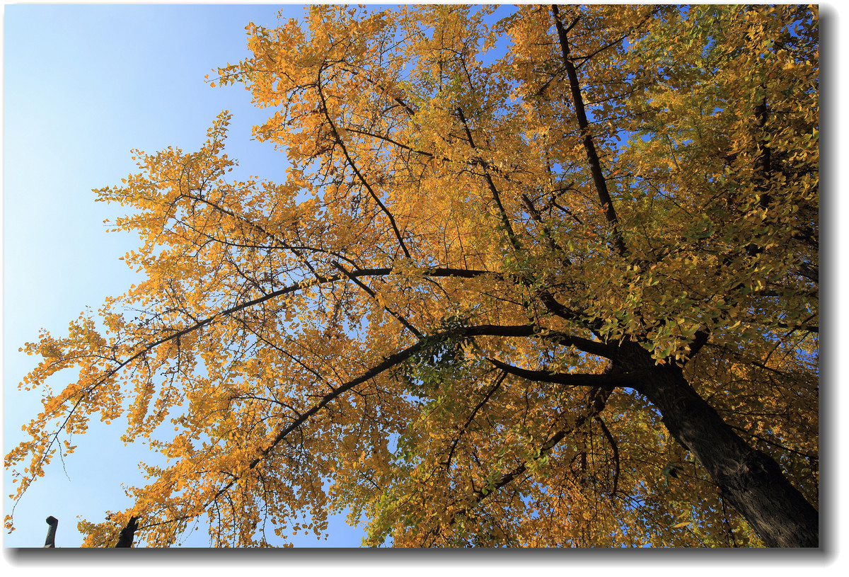 #ZOL月赛-记录最后的2015#—又是一年银杏黄