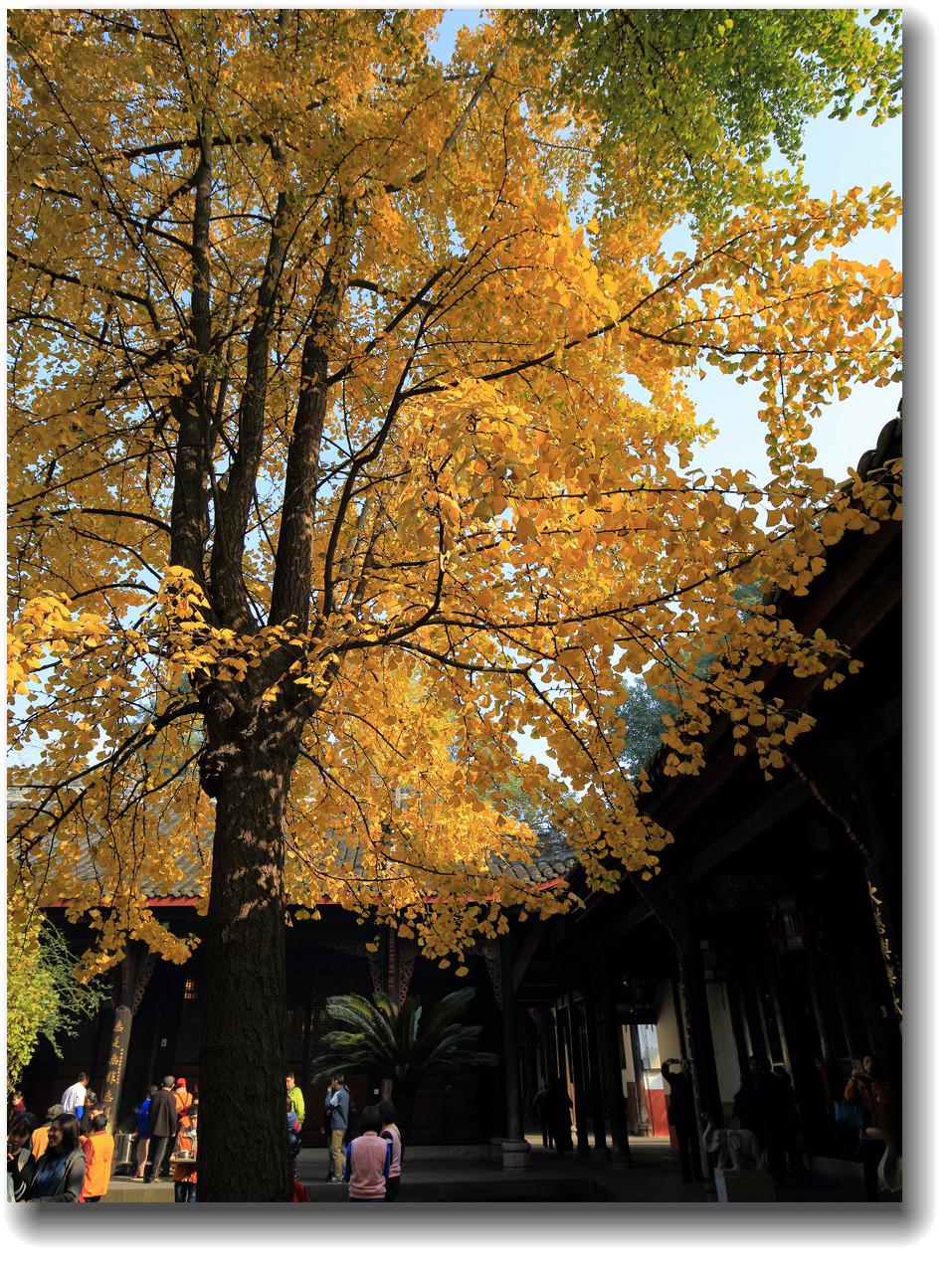 #ZOL月赛-记录最后的2015#—又是一年银杏黄