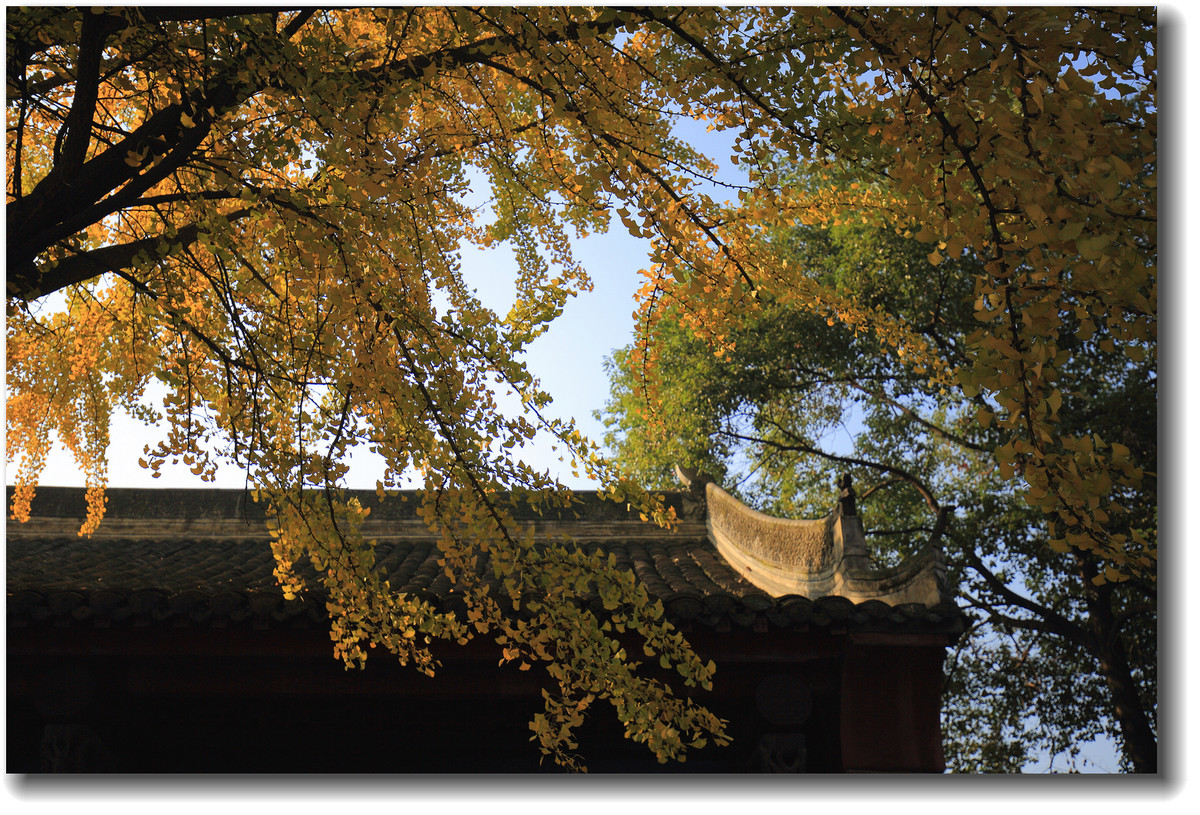 #ZOL月赛-记录最后的2015#—又是一年银杏黄