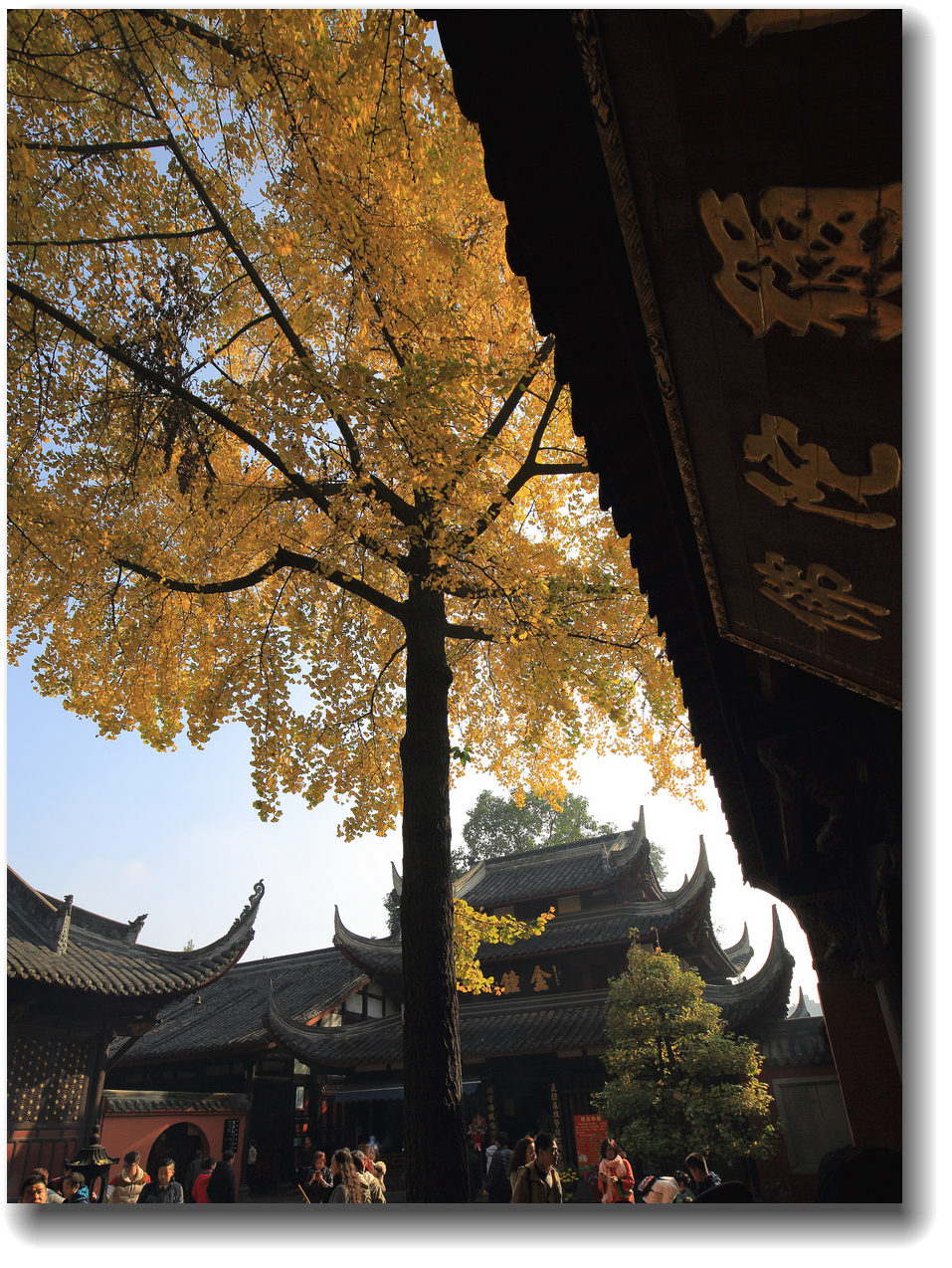 #ZOL月赛-记录最后的2015#—又是一年银杏黄