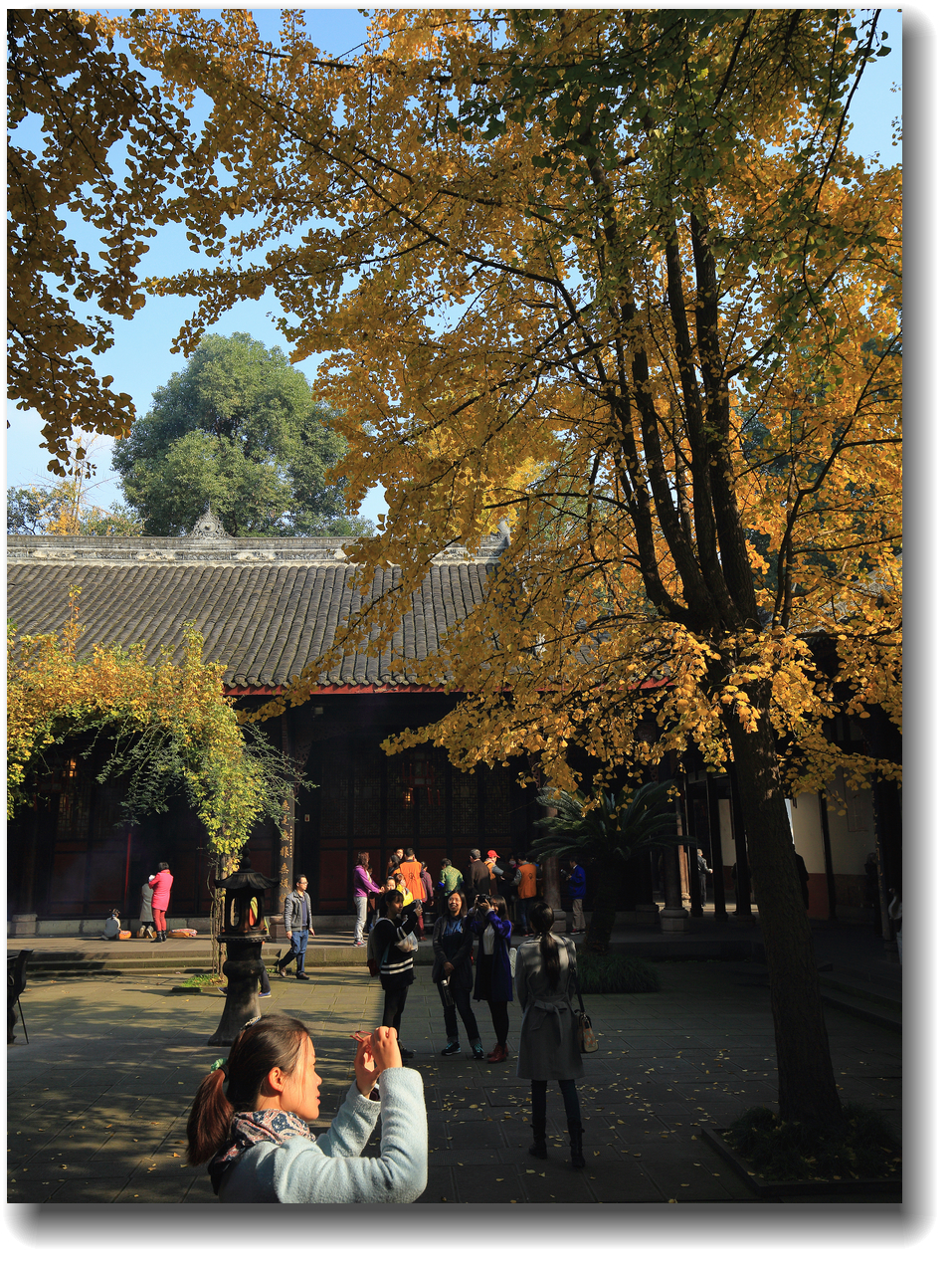 #ZOL月赛-记录最后的2015#—又是一年银杏黄