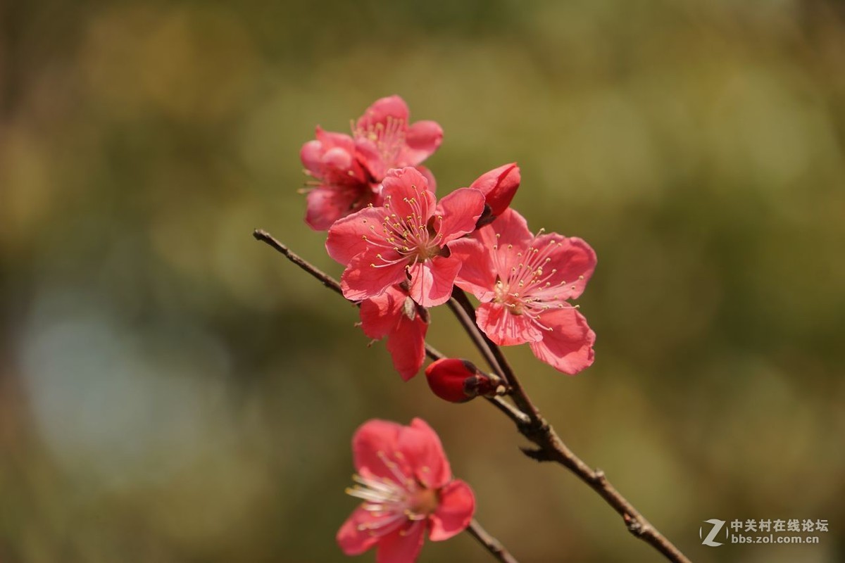 紅桃花隨拍