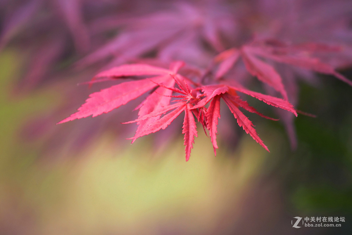 一片美麗的紅楓葉