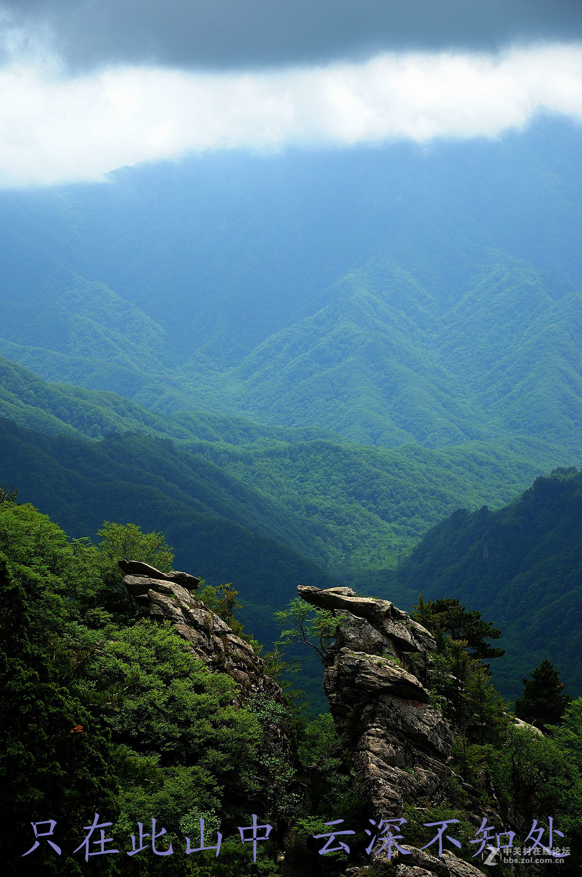 只在此山中 云深不知处