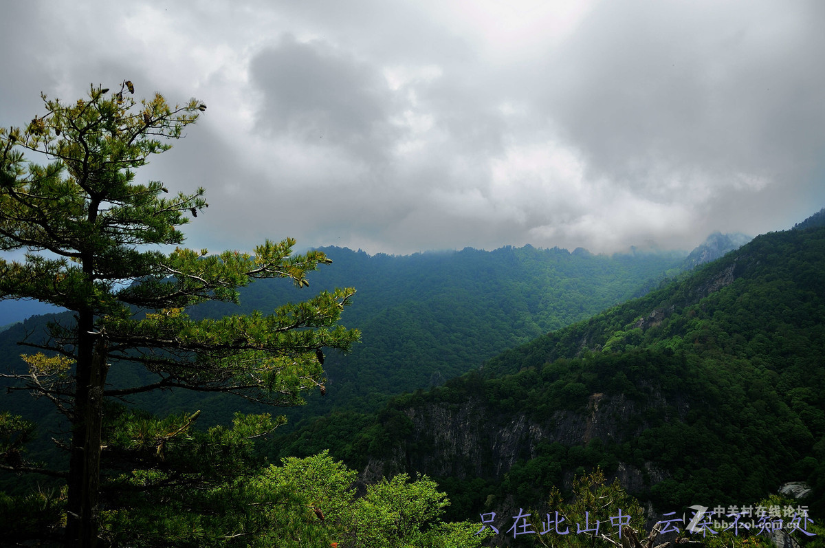 只在此山中 云深不知处