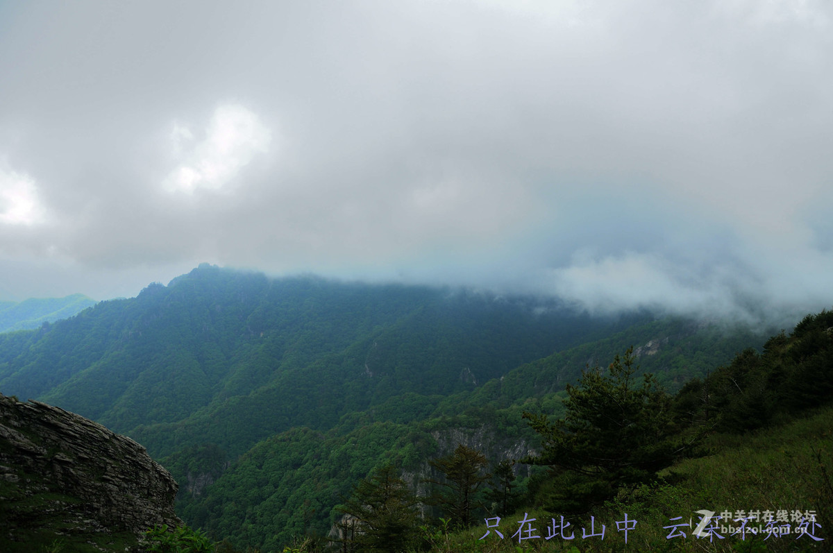 只在此山中 云深不知处