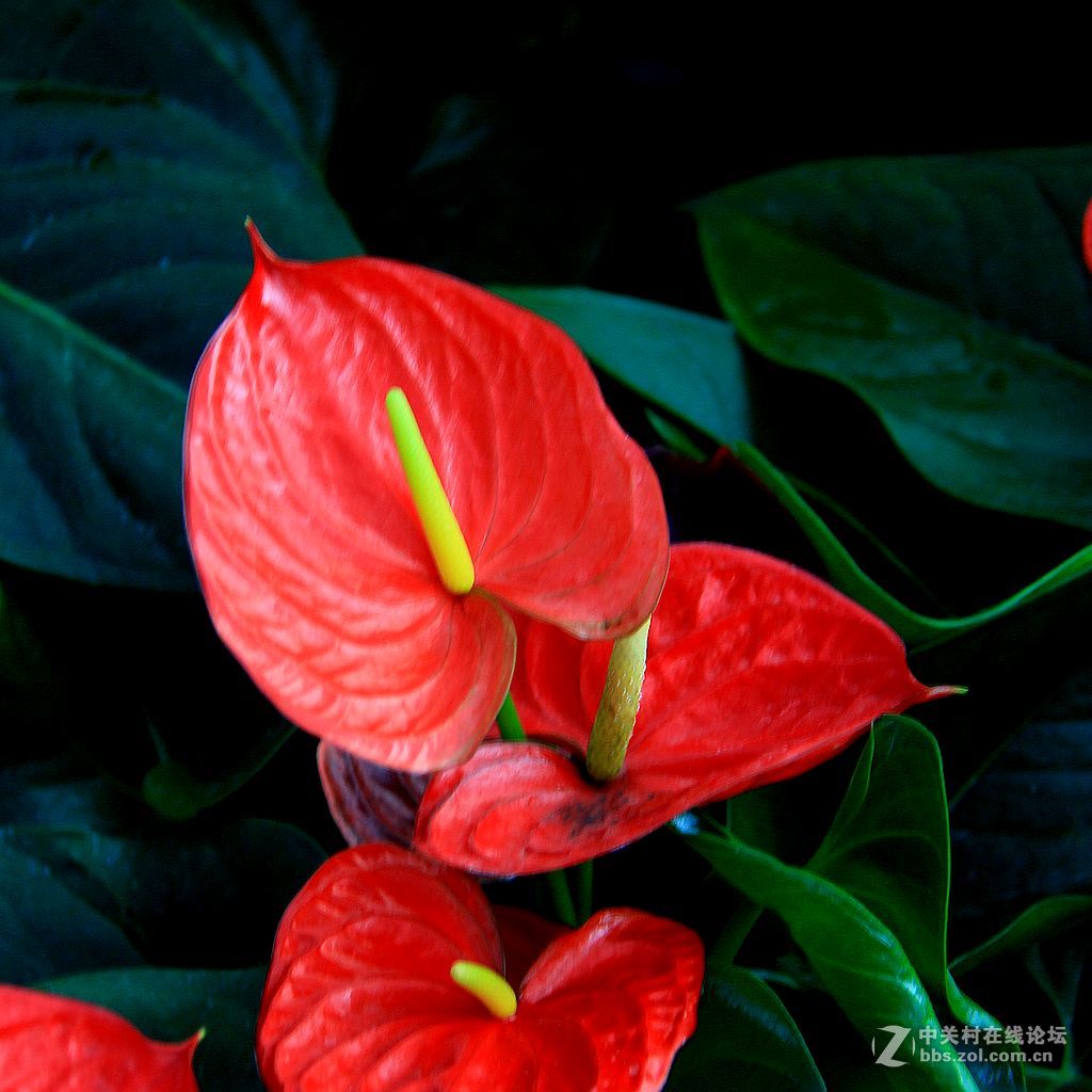 红掌图片(红掌盆景图片)