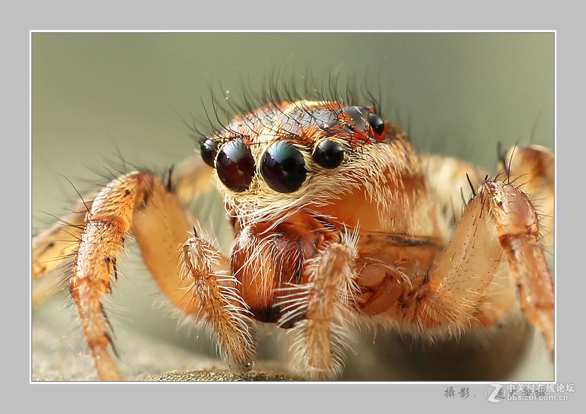 大眼睛跳蛛特写