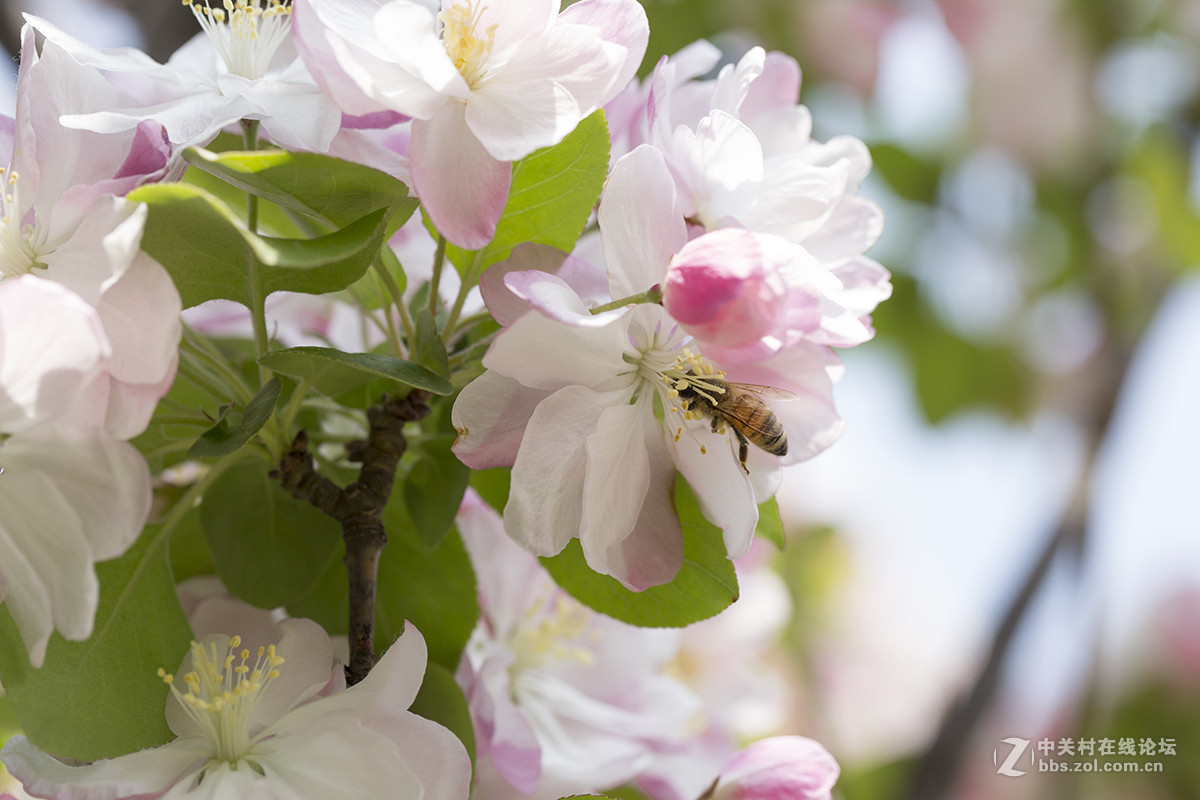 #佳能月赛-人间四月天#+海棠花