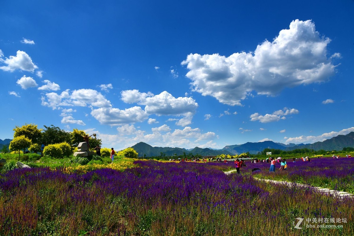 百花园中夏日风情万种（01）