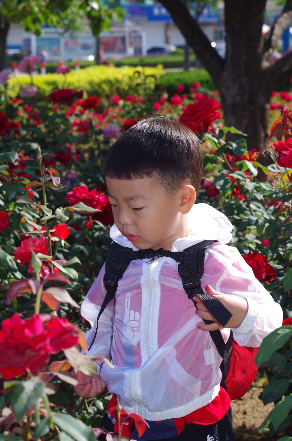 夏天静悄悄叶绿花红