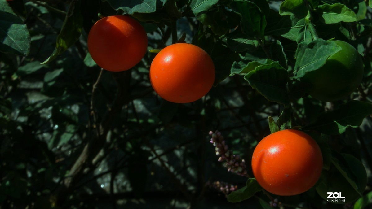 珊瑚樱——富士HS50性价比之王